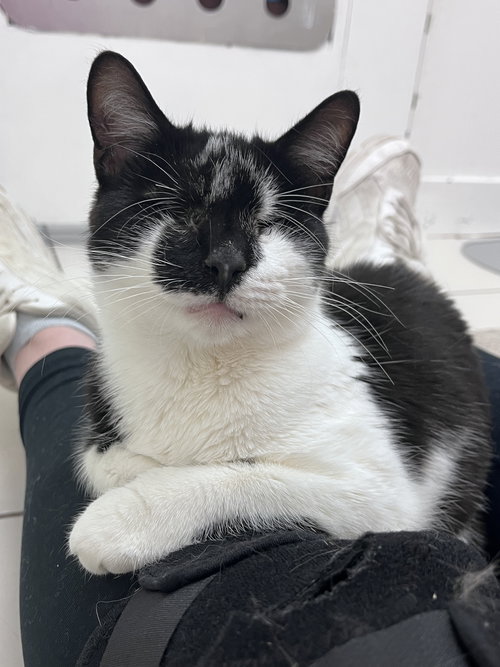 Violet's Xaiden KITTEN RM, Baby Domestic Short Hair (short coat), cat for adoption in New Rochelle, New York
