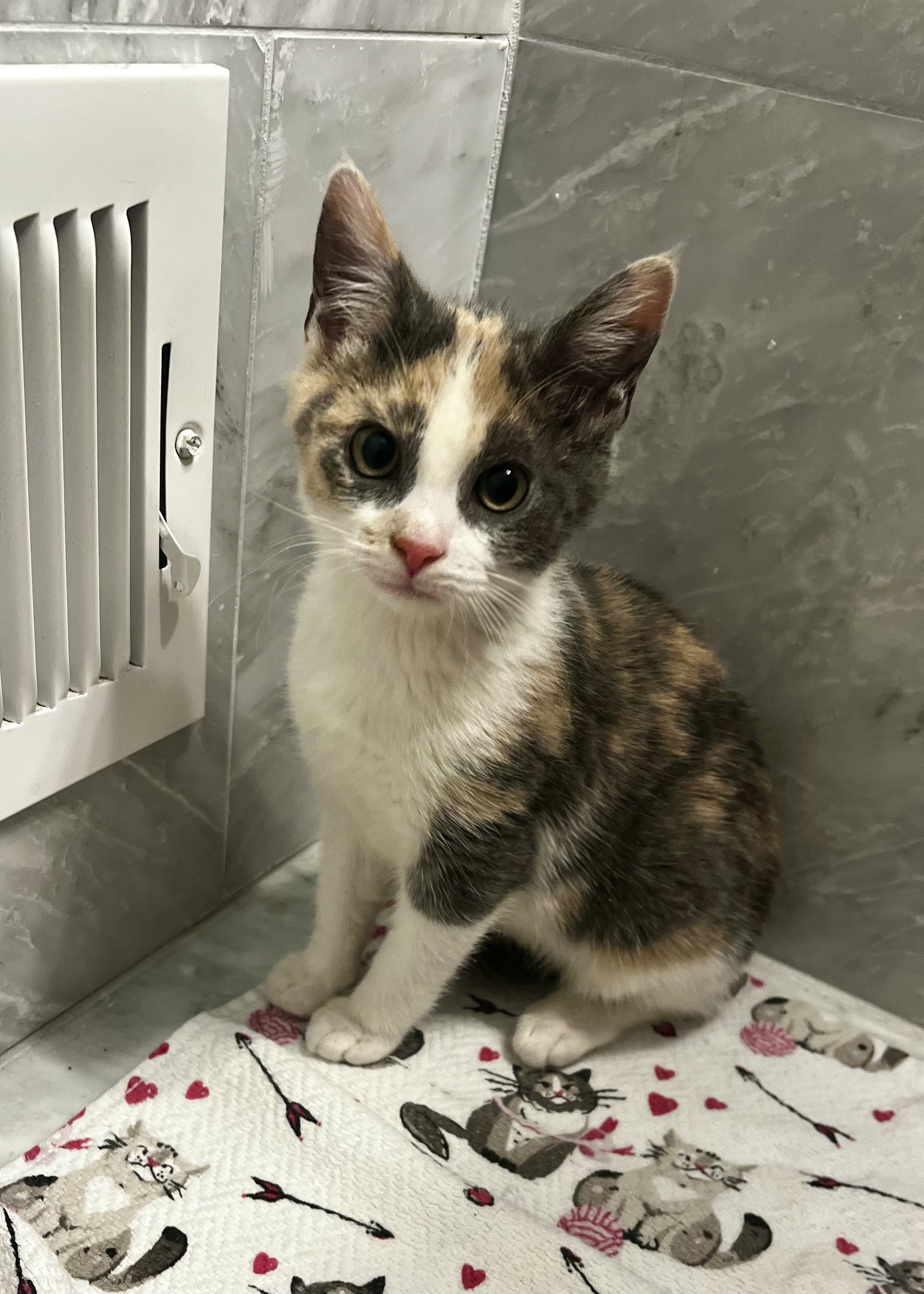 Star KITTEN Image