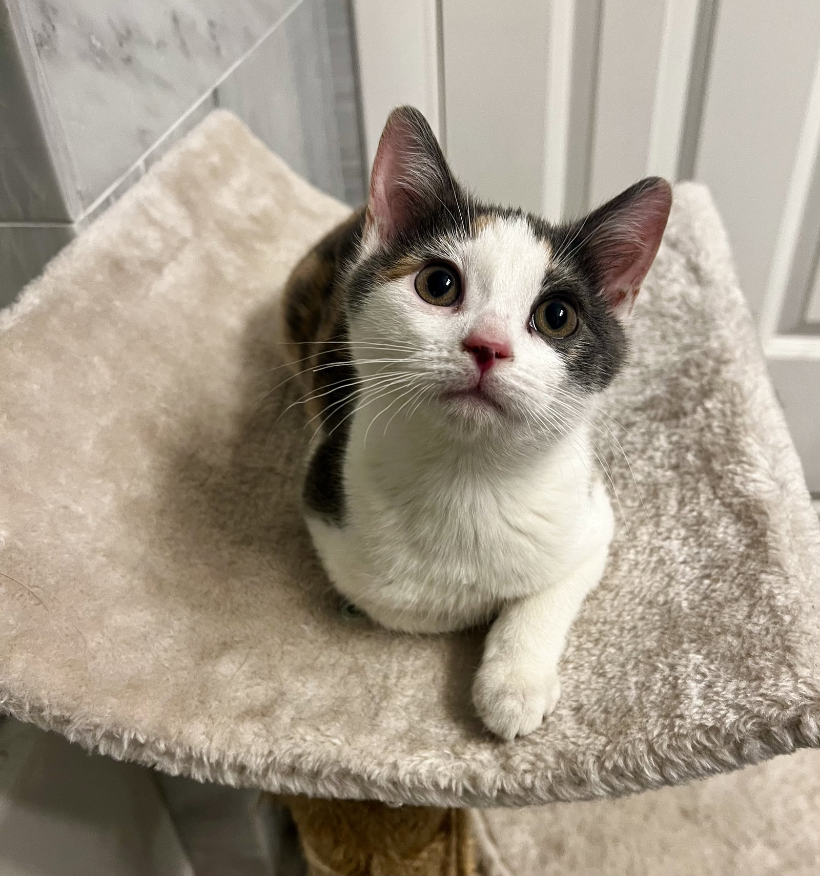 Sparkle KITTEN Image