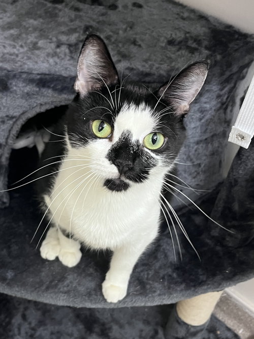 Rori RM, Adult Domestic Short Hair (short coat), cat for adoption in Rockaway, New Jersey
