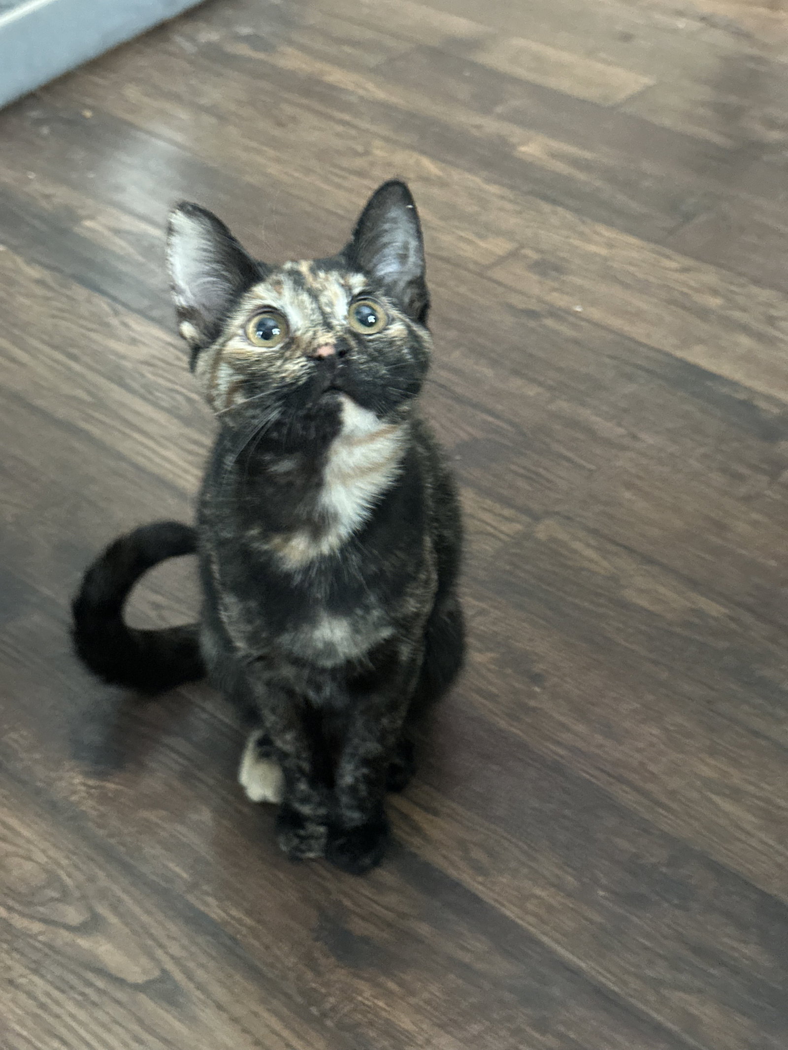 Eva KITTEN Image