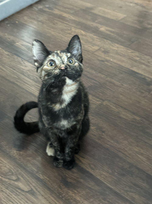 Eva KITTEN