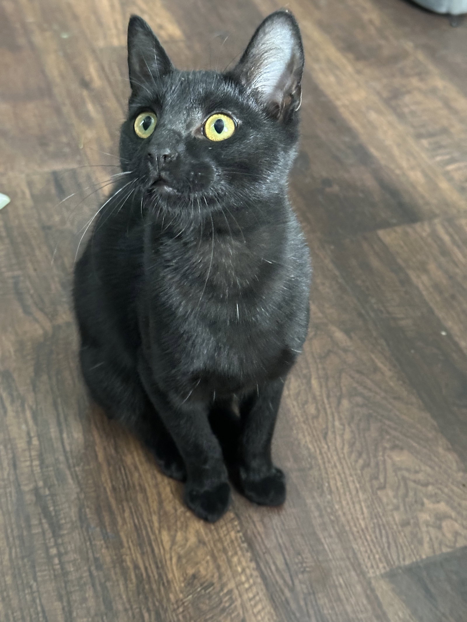 Mia KITTEN Image