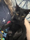 Mia KITTEN