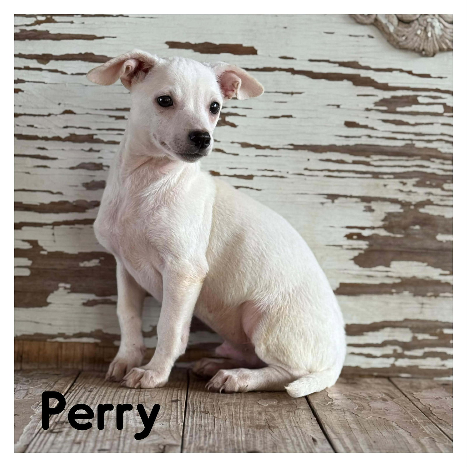 Perry Rogers Image