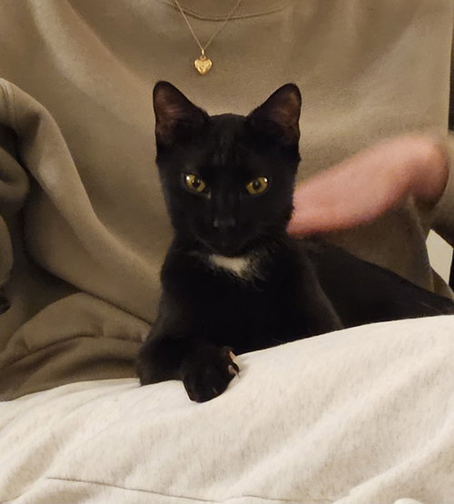 Priscilla KITTEN