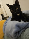 Priscilla KITTEN