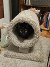 Priscilla KITTEN
