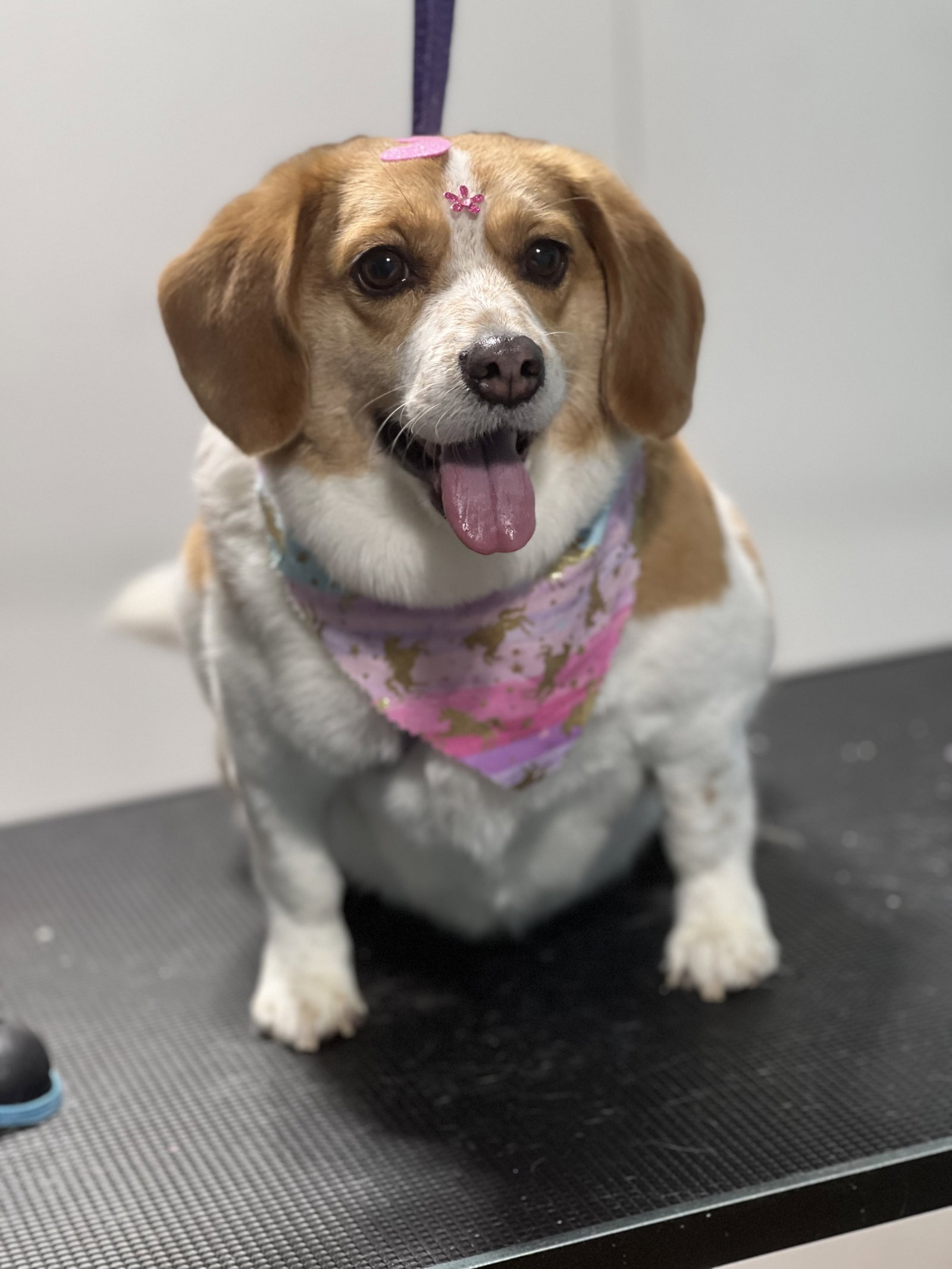 Bella NJ Image