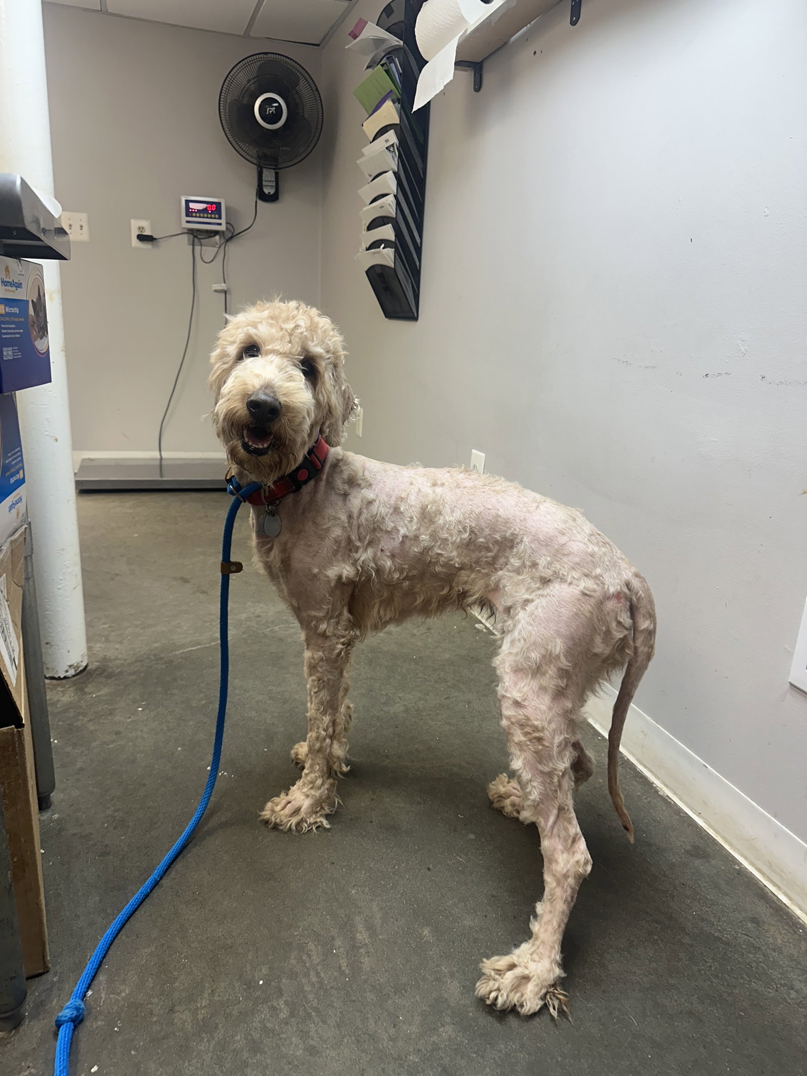 Poodle
