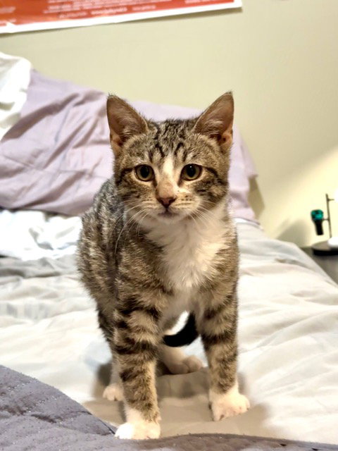 Socks KITTEN Image