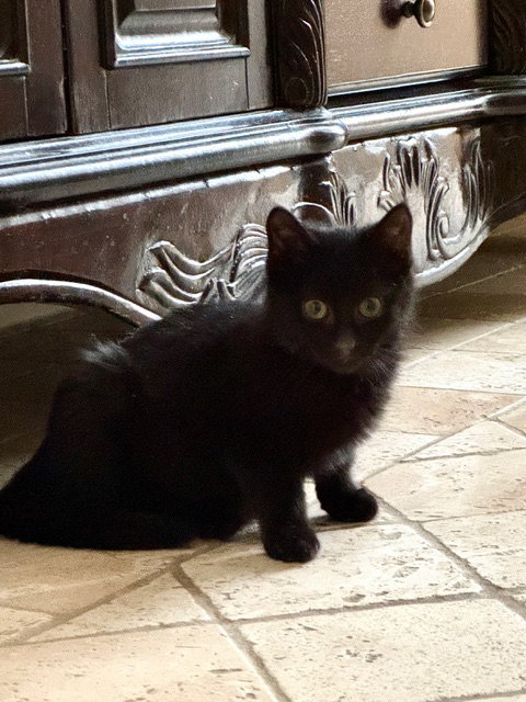 Ink KITTEN Image