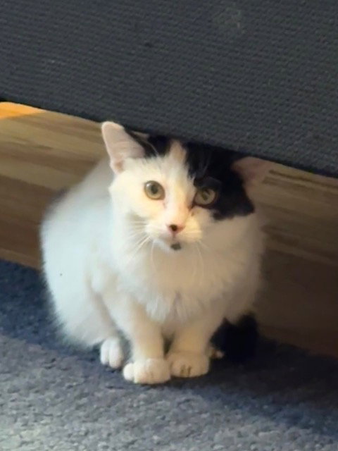 Mayor