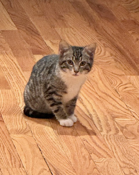 Bucket KITTEN Image