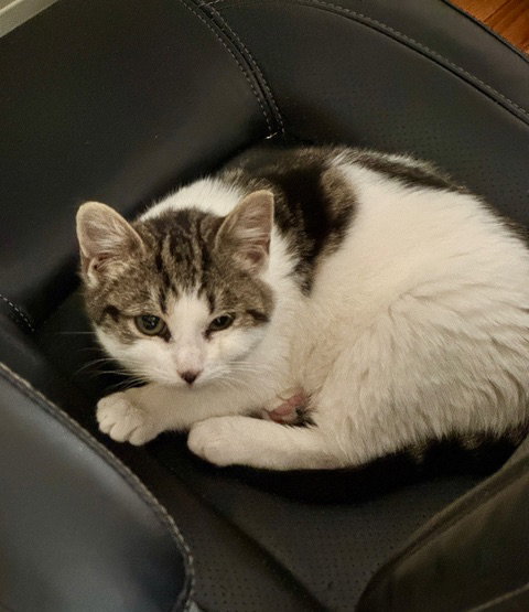 Soup KITTEN Image