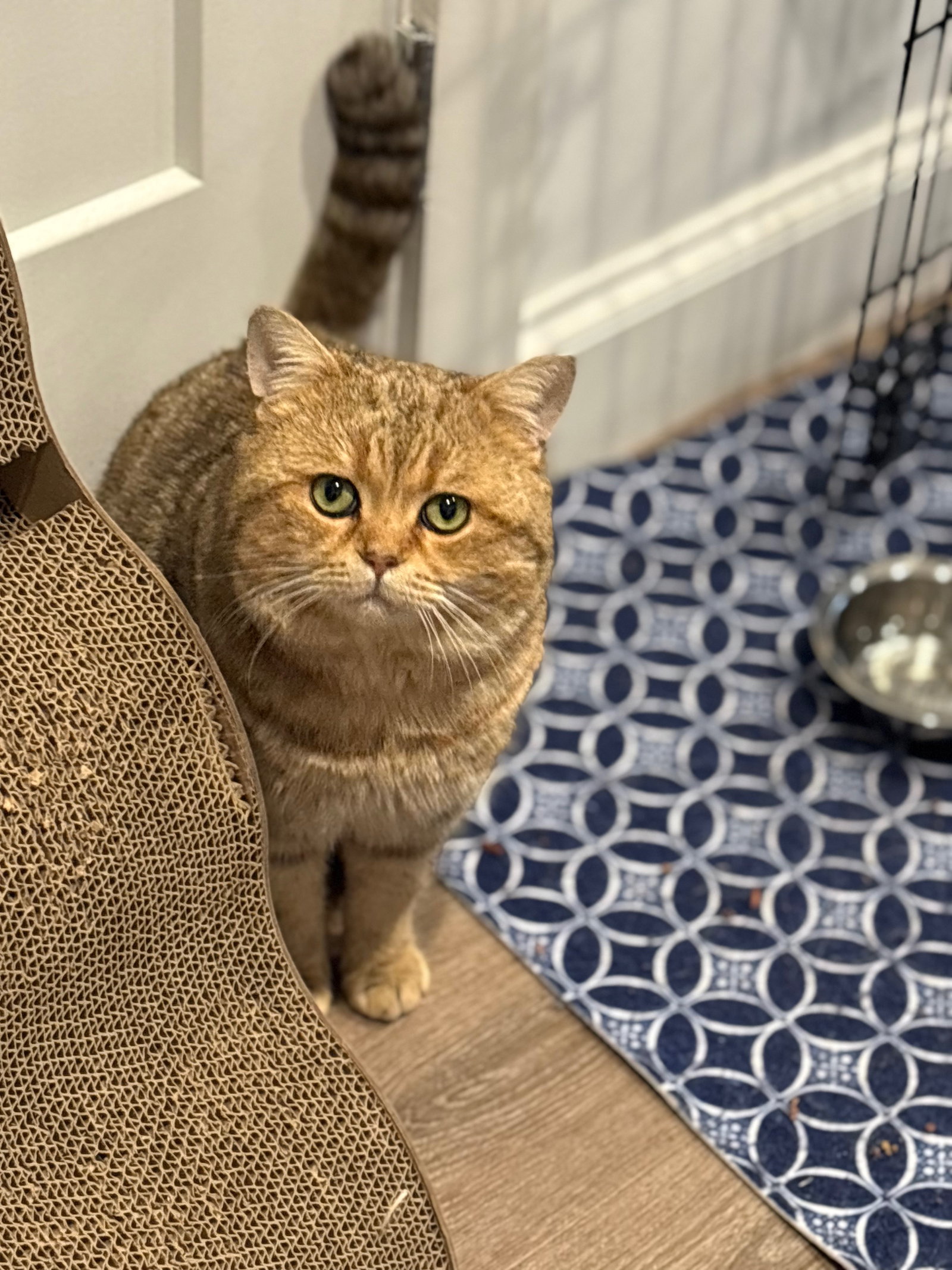 Nigel Image
