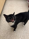 Purrsephone RPS