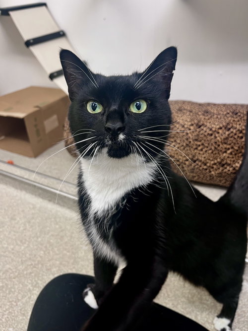 Purrsephone RM, Domestic Short Hair (short coat), cat for adoption in Clifton, New Jersey