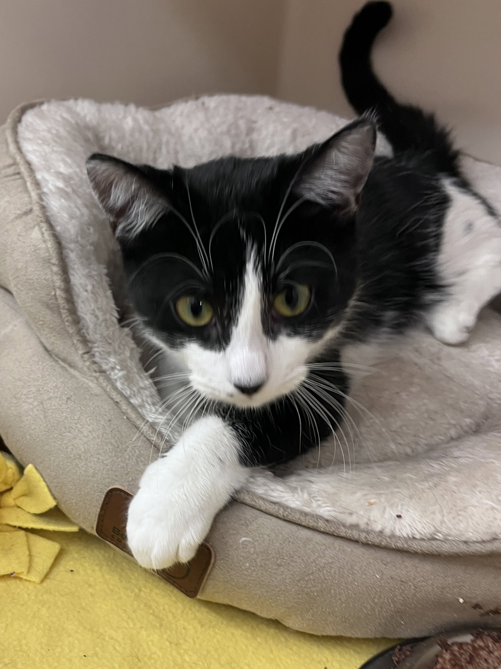 Calypso KITTEN RM Image