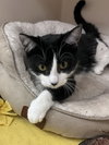 Calypso KITTEN RM - Photo 1
