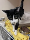 Calypso KITTEN RM - Photo 2