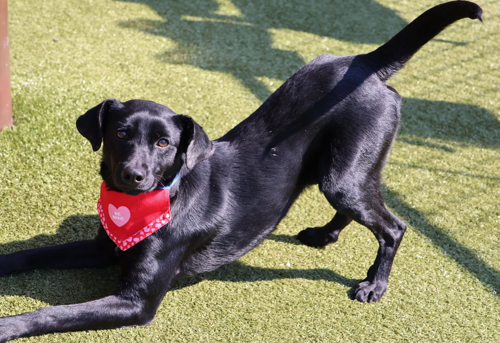 Labrador Retriever