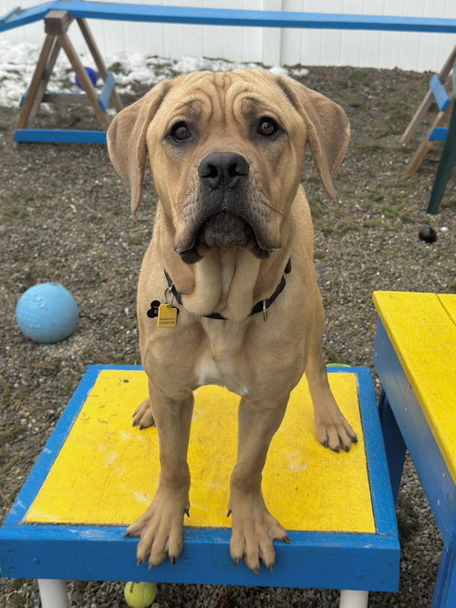 DRACO ATHENS - Cane Corso Mastiff available for adoption