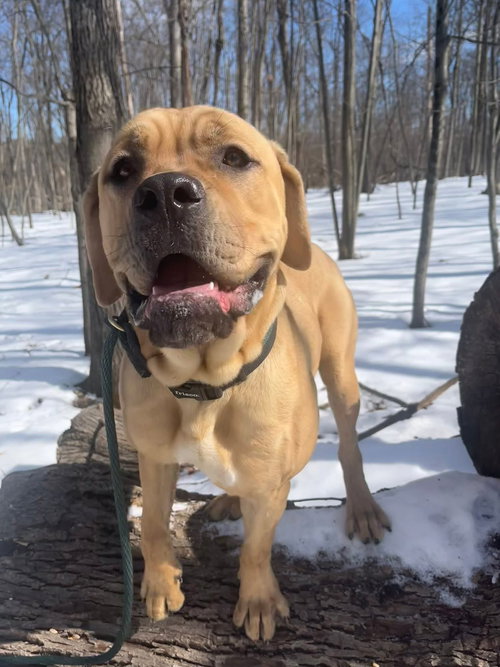DRACO ATHENS - Cane Corso Mastiff available for adoption