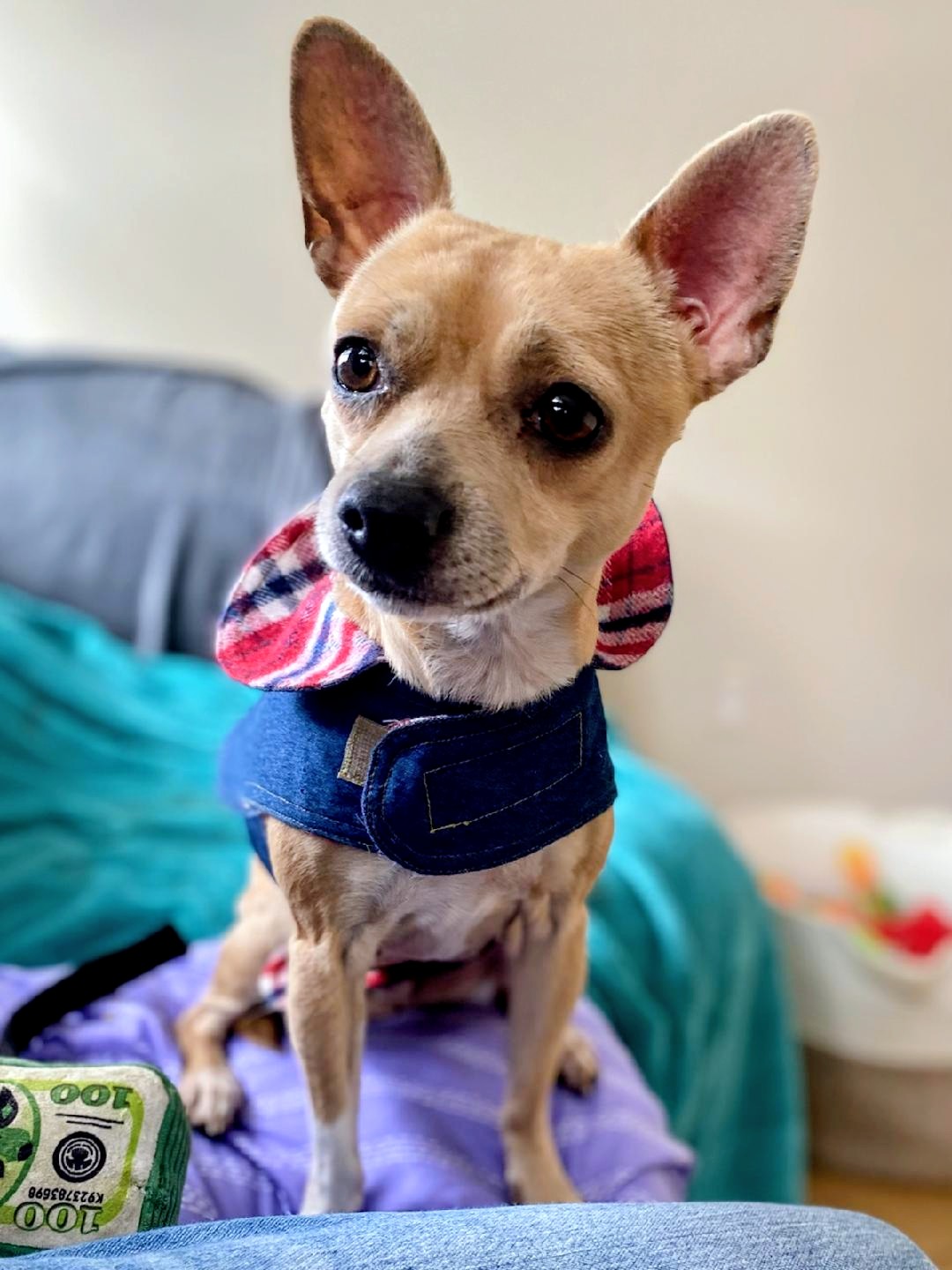 Chihuahua