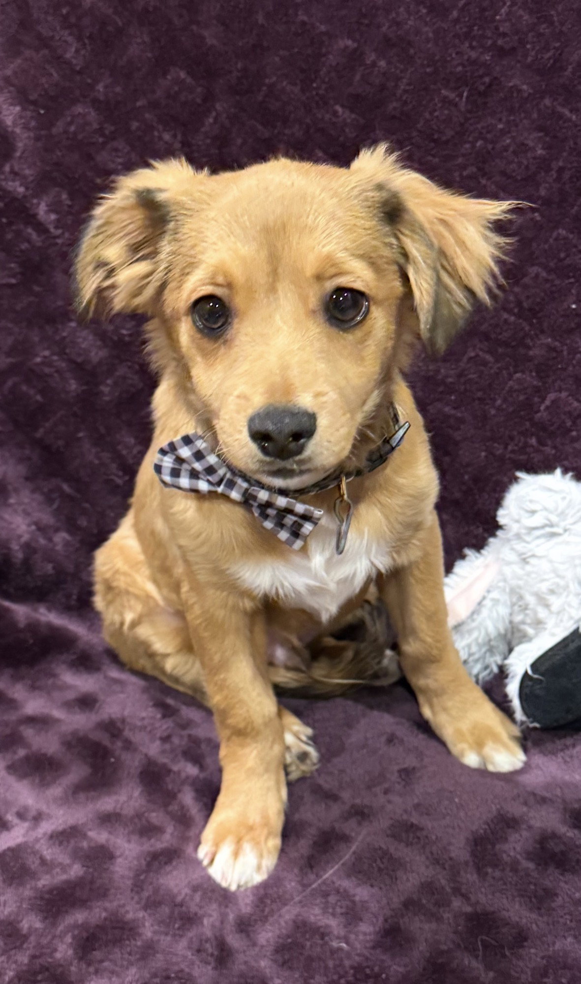 Terrier