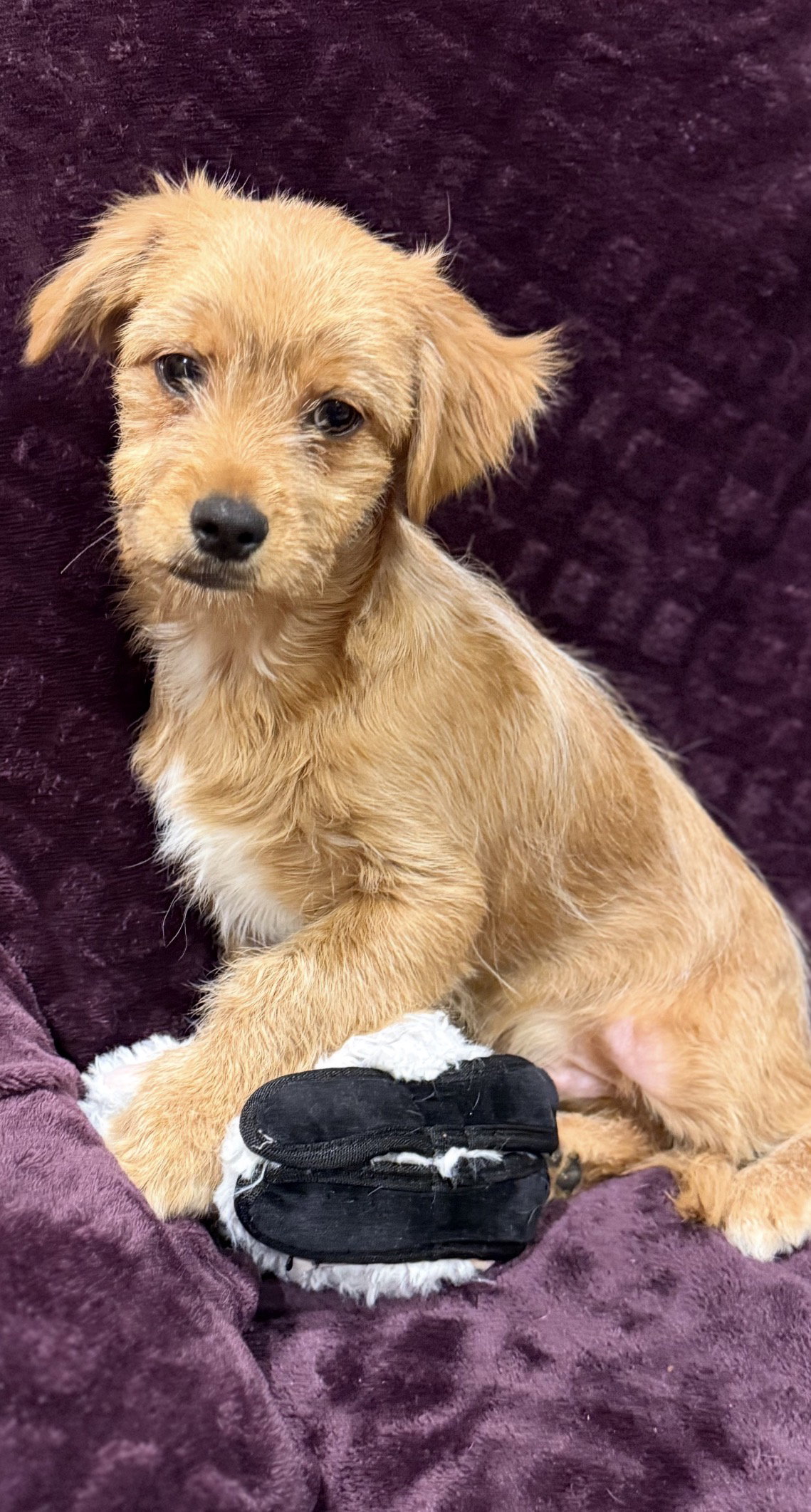 Terrier