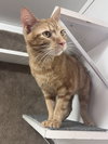 Echo KITTEN RM