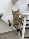 Echo KITTEN RM