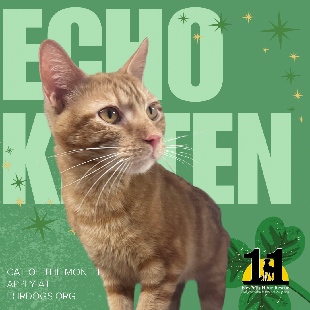 Echo KITTEN RM Image