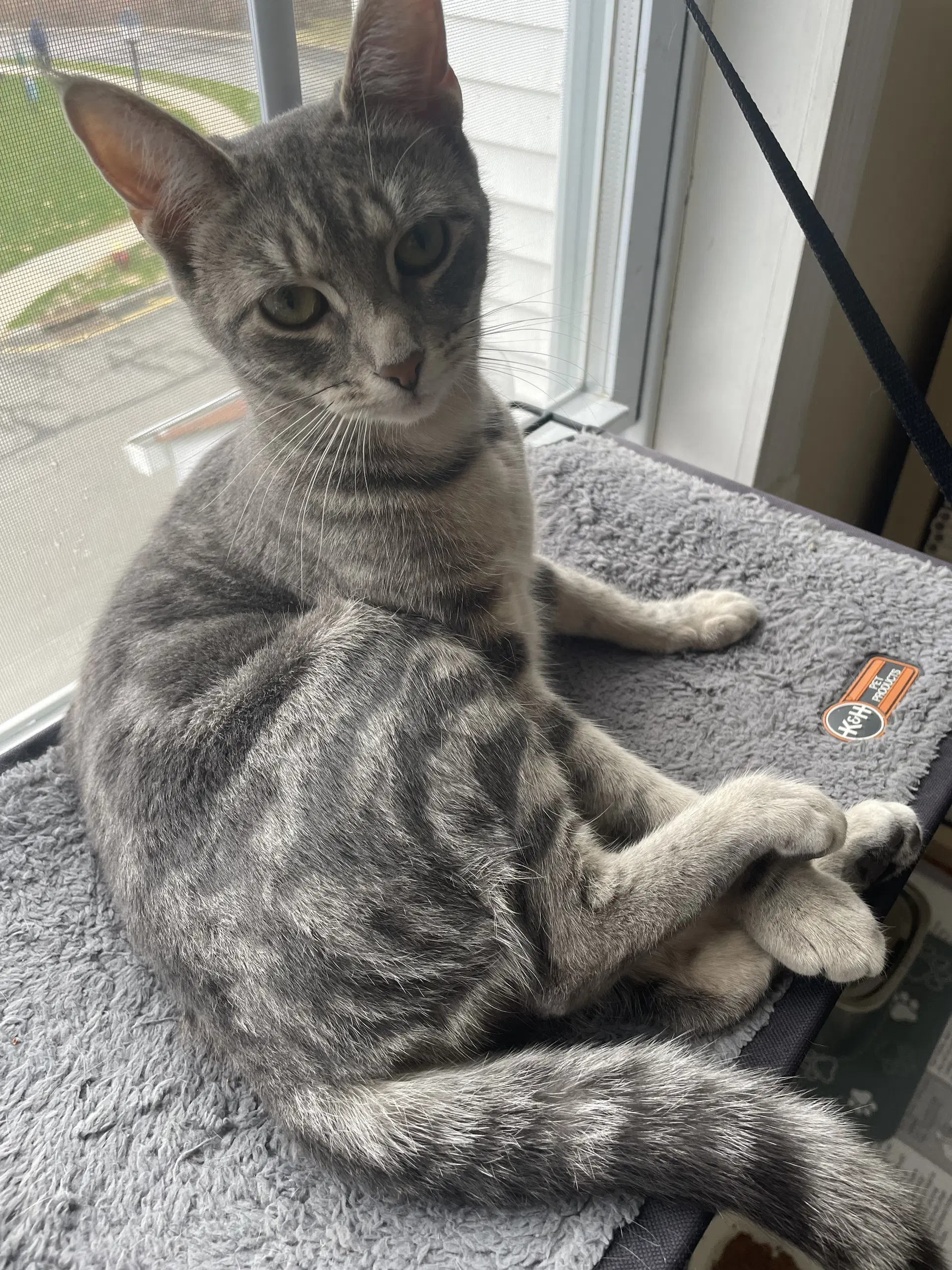 Cloud - Domestic Short Hair