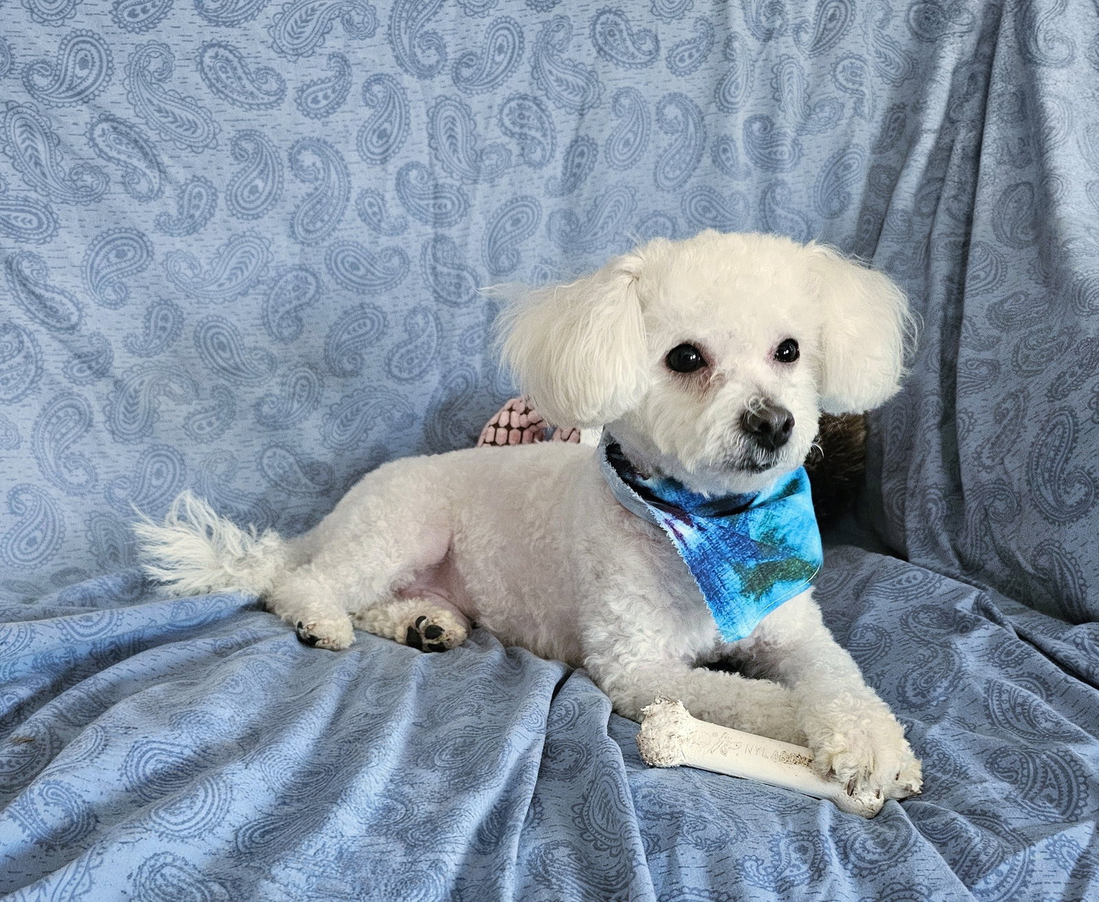 Bichon Frise