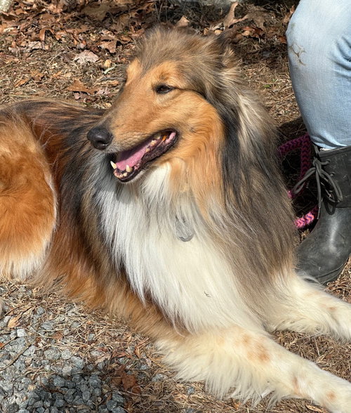 Brody RDS BONDED PAIR with Bonnie RDS