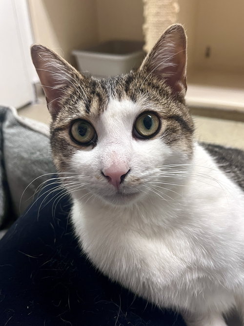 Andy RM, Adult Domestic Short Hair (short coat), cat for adoption in Clifton, New Jersey