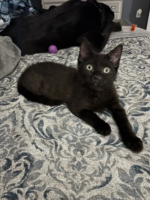 Chanel's Azula KITTEN