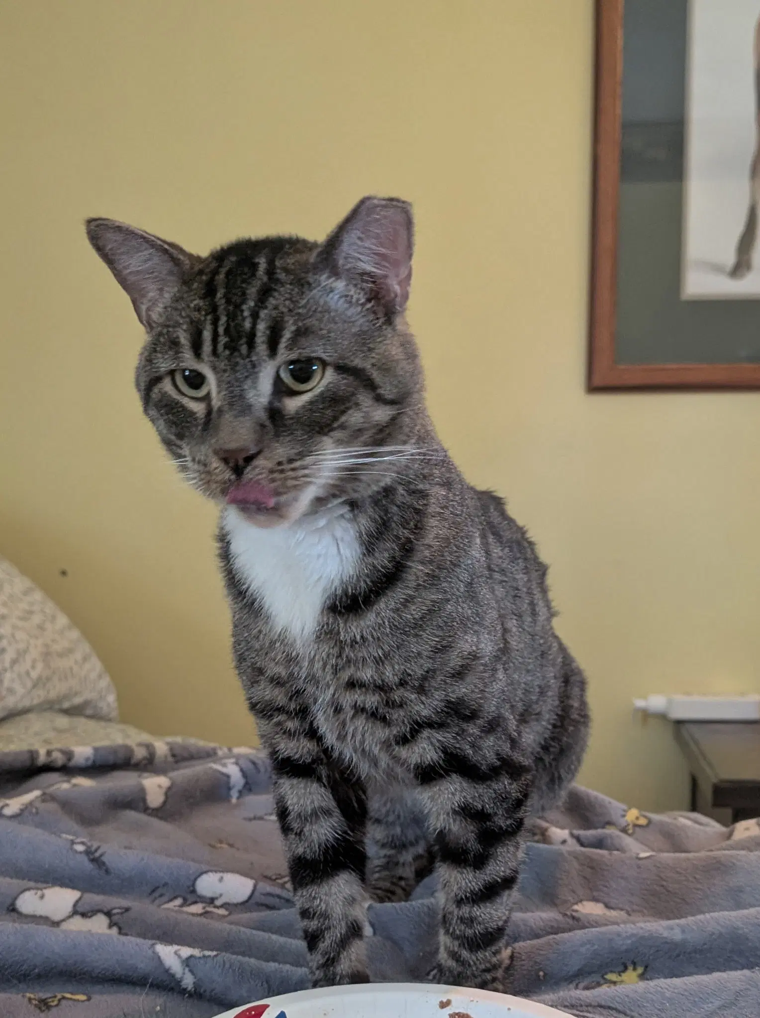 Fargo Rm - Domestic Short Hair