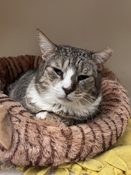 TODD RM - Domestic Short Hair available for adoption