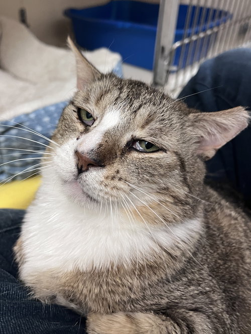 Todd RM, an adoptable Domestic Short Hair in Rockaway, NJ