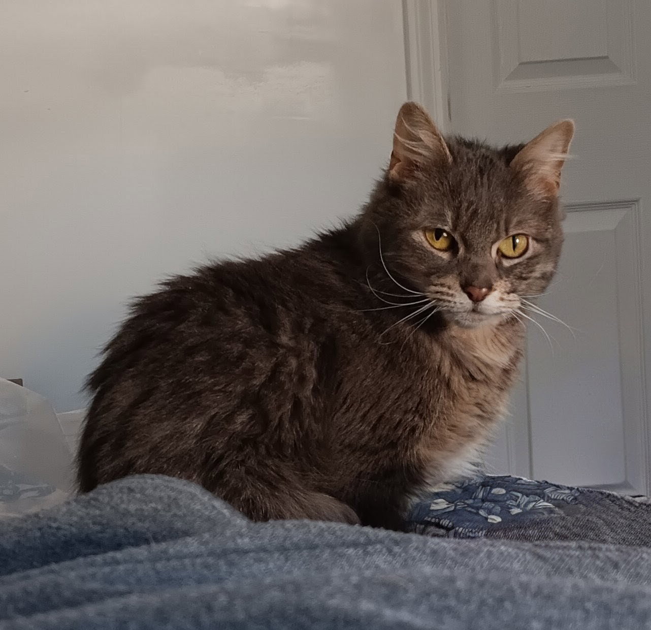 Coco Image