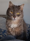 Coco