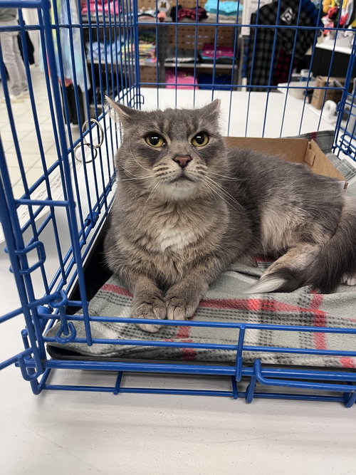 Coco, an adoptable Domestic Medium Hair in Rockaway, NJ