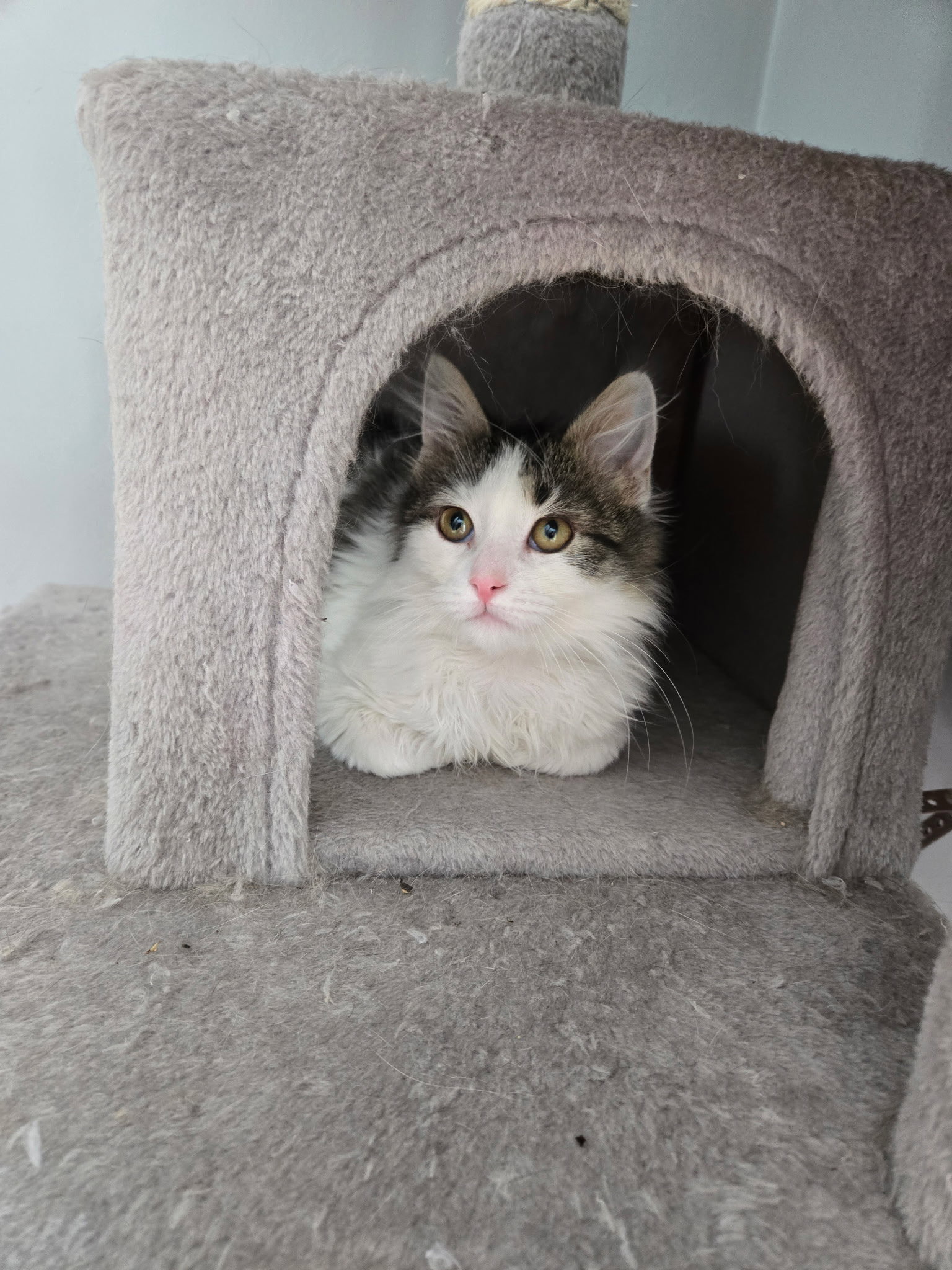 Marvin KITTEN Image