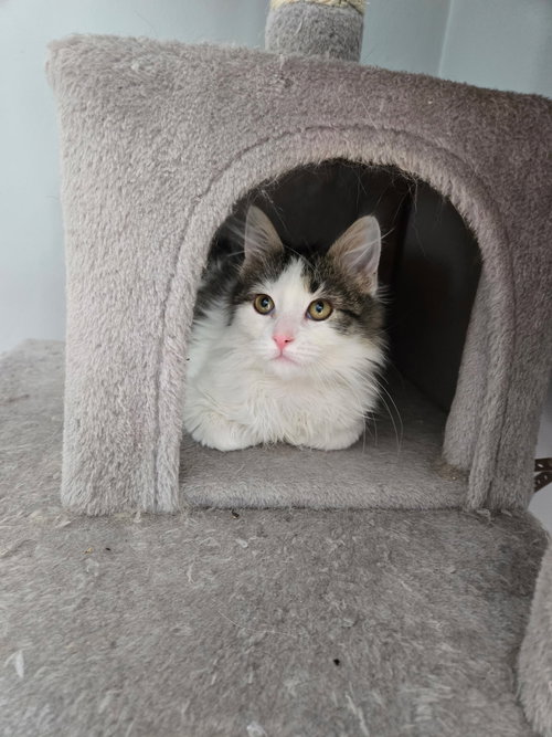 Marvin KITTEN