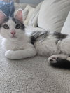 Marvin KITTEN