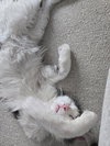 Marvin KITTEN