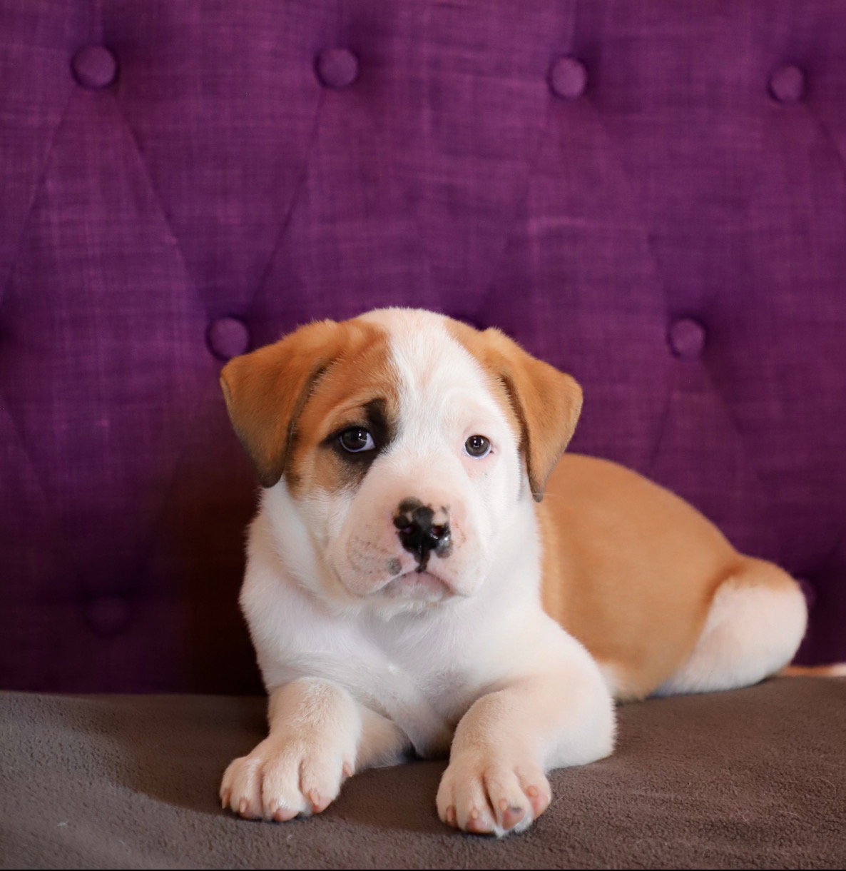Bulldog